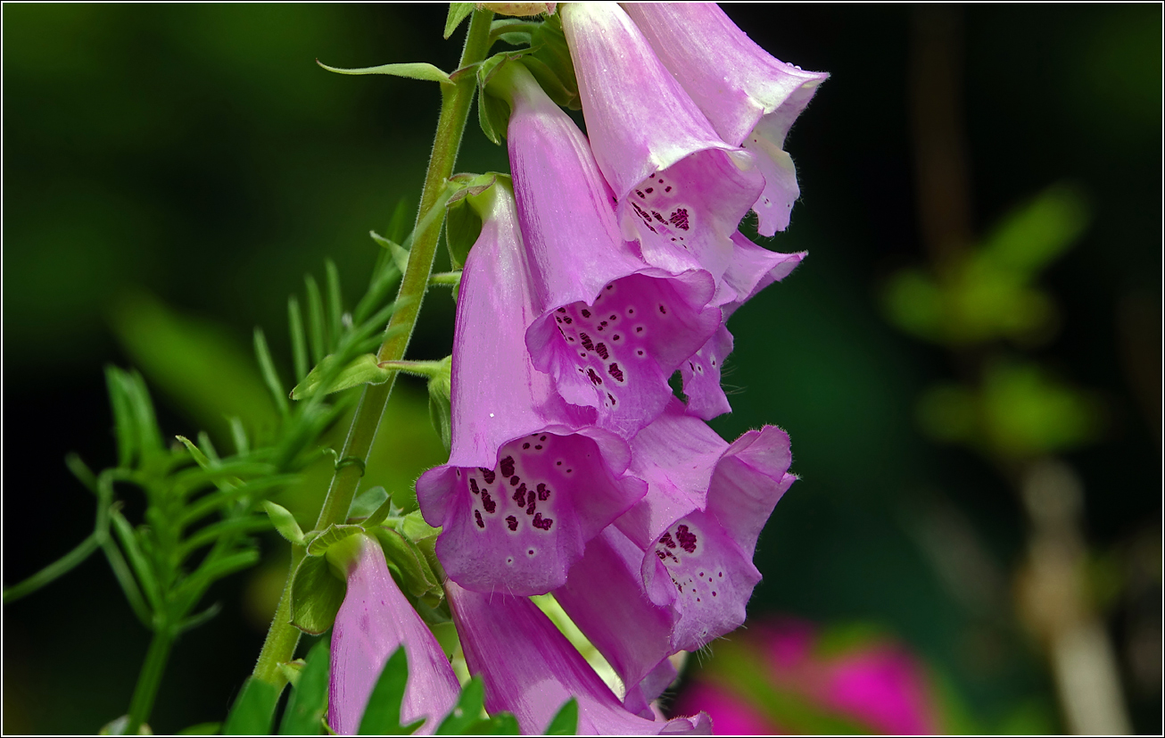 Image of Digitalis purpurea specimen.