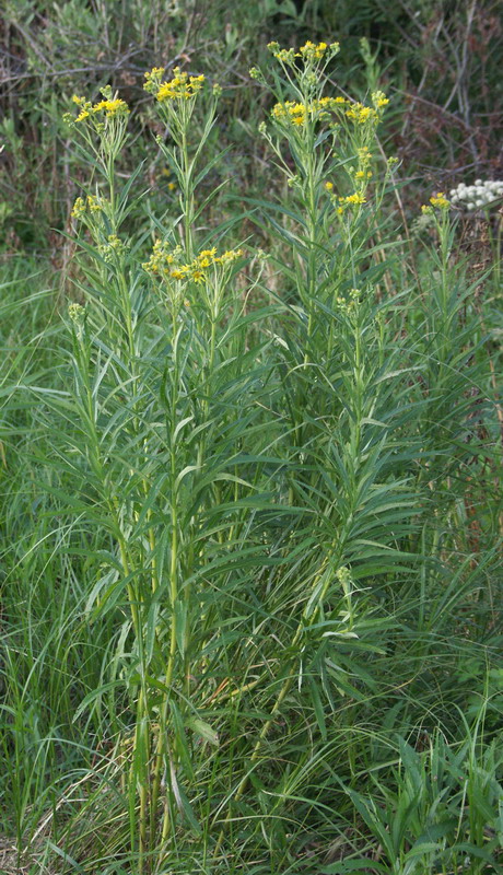 Image of Senecio paludosus specimen.
