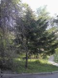 Picea koraiensis. Взрослое дерево. Владивосток, ботанический сад-институт ДВО РАН. 26 мая 2011 г.