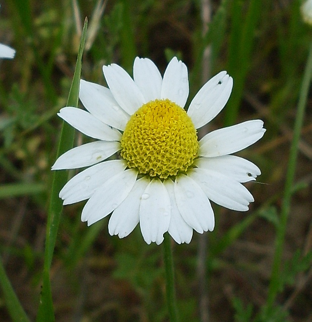 Image of Anthemis ruthenica specimen.