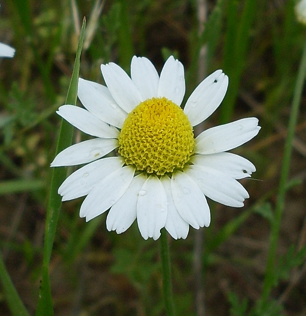 Изображение особи Anthemis ruthenica.