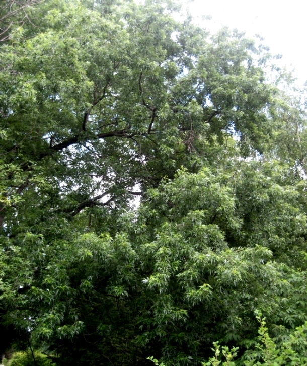 Image of Acer saccharinum specimen.