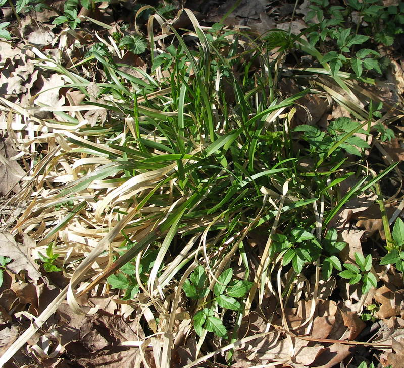 Image of Poa chaixii specimen.