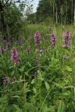 Betonica officinalis. Верхушки побегов с соцветиями. Москва, Кузьминский парк, под ЛЭП. 10.07.2011.