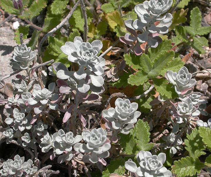 Image of Odontarrhena obtusifolia specimen.