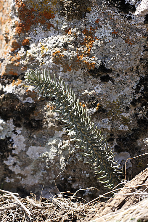 Изображение особи Pseudosedum longidentatum.