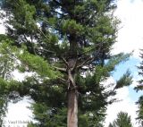 Pinus strobus