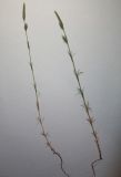 Crucianella angustifolia