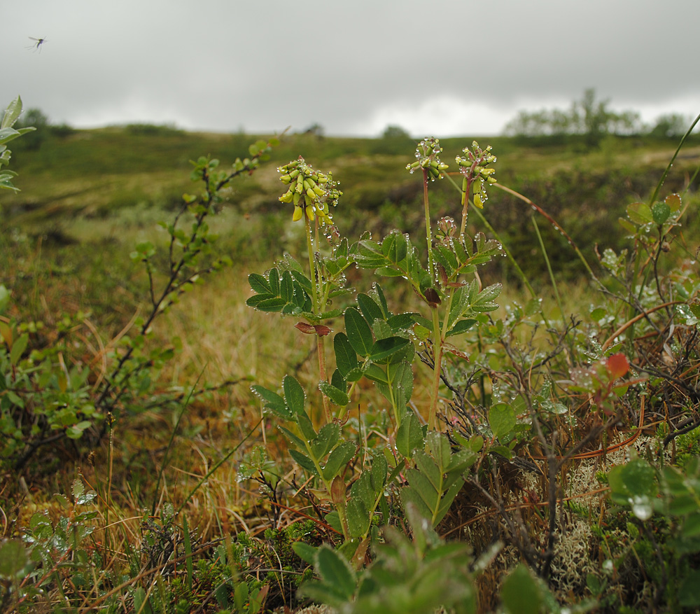 Изображение особи Astragalus frigidus.