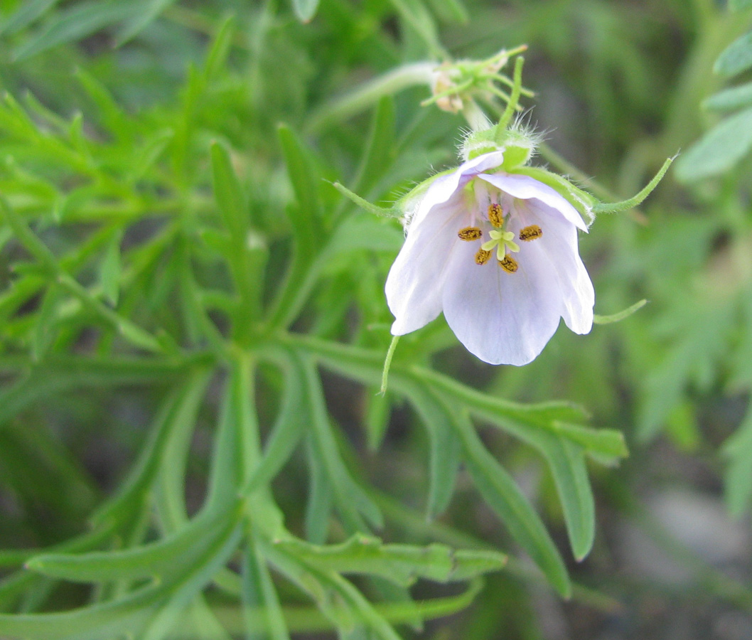 Image of Erodium stephanianum specimen.