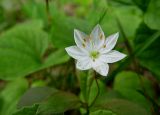 Trientalis europaea