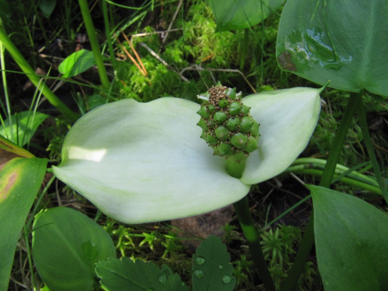 Изображение особи Calla palustris.