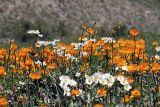 Trollius altaicus