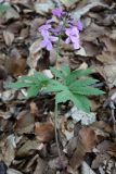 Cardamine quinquefolia. Цветущее растение. Крым, Чатырдаг, нижнее плато, буковый лес. 06.05.2010.