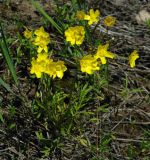 Ranunculus silvisteppaceus. Цветущие растения. Казахстан, Костанайская обл., Аулиекольский р-н, урочище Аманкарагай.15.05.2011.