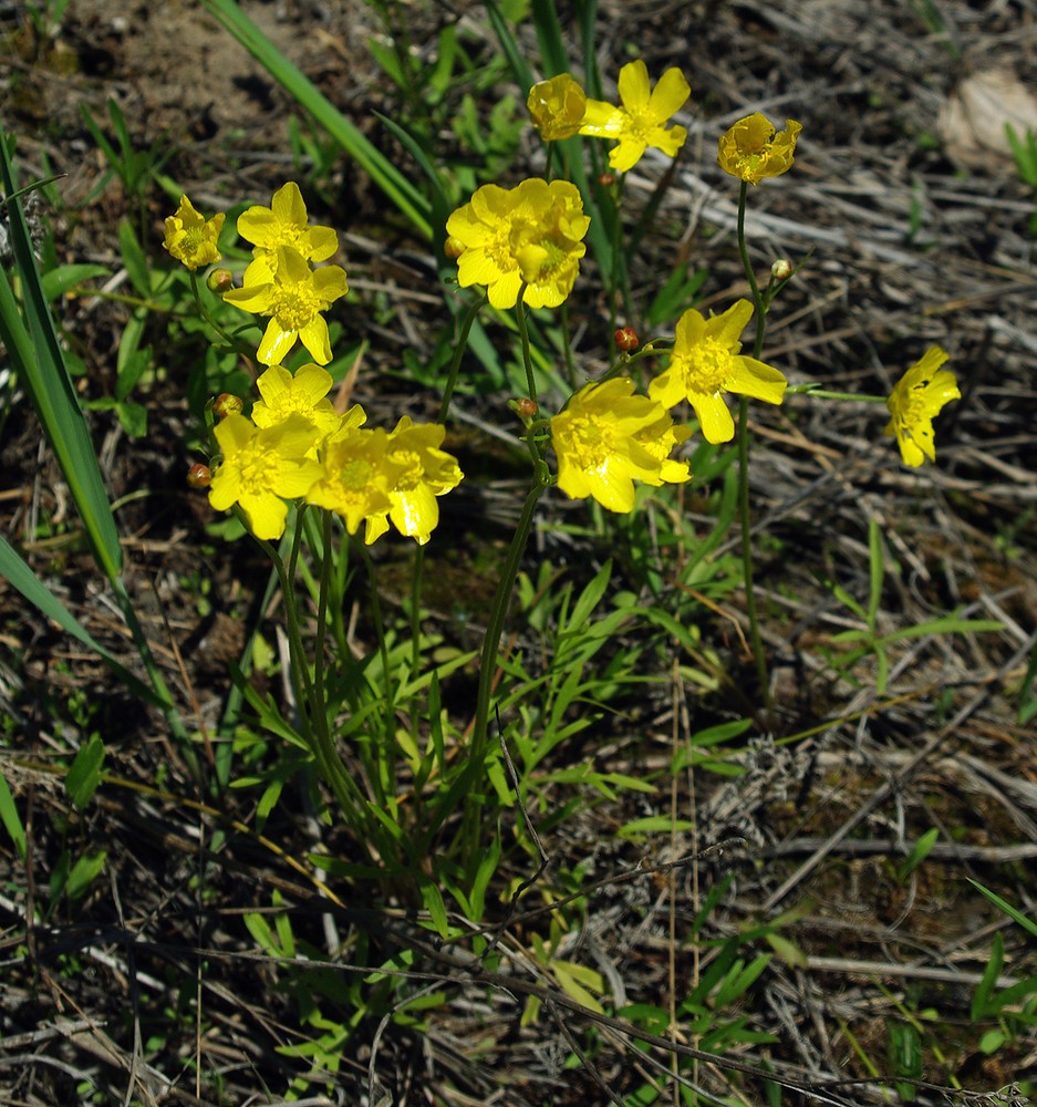 Image of Ranunculus silvisteppaceus specimen.