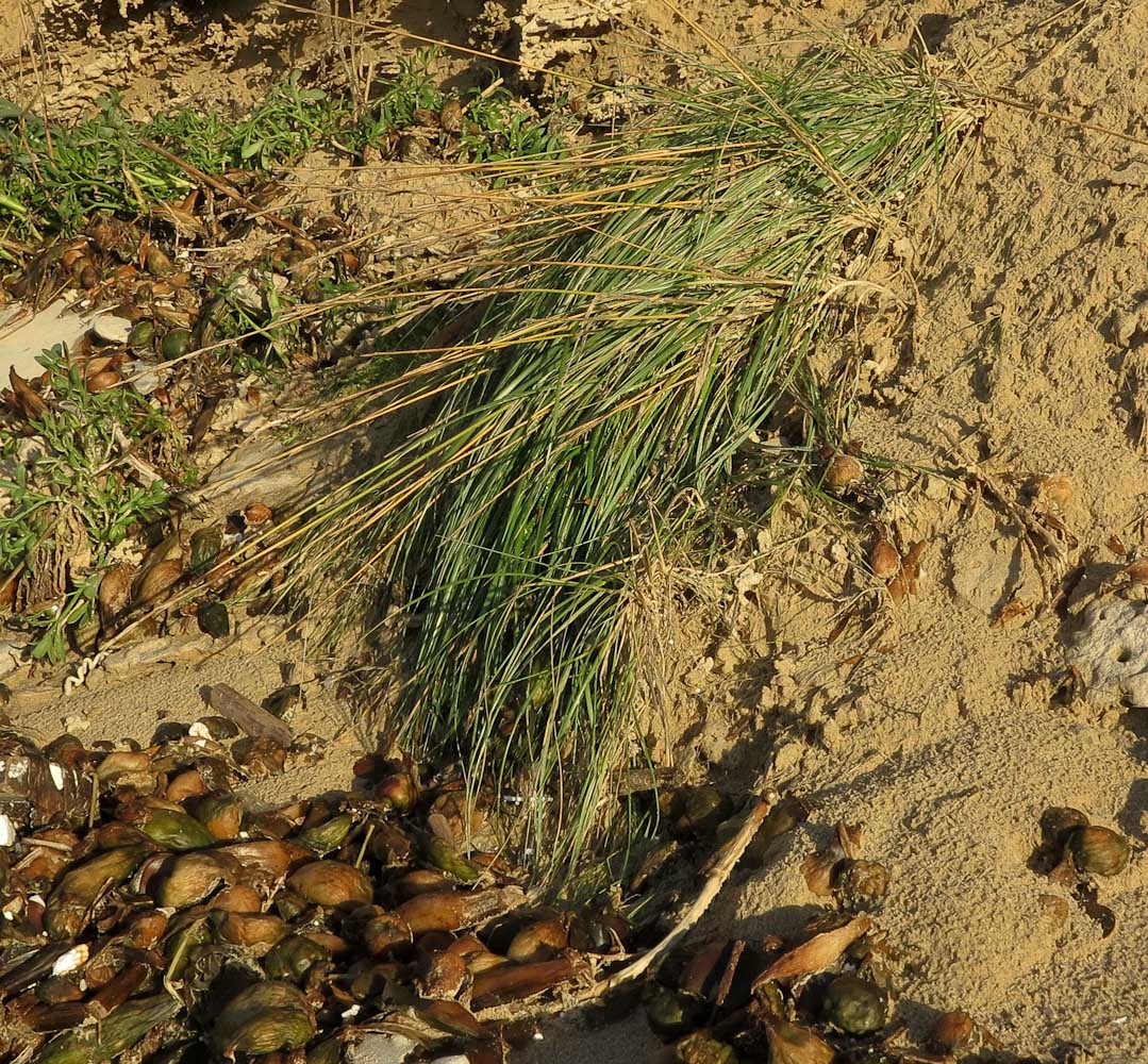 Изображение особи Elytrigia juncea.