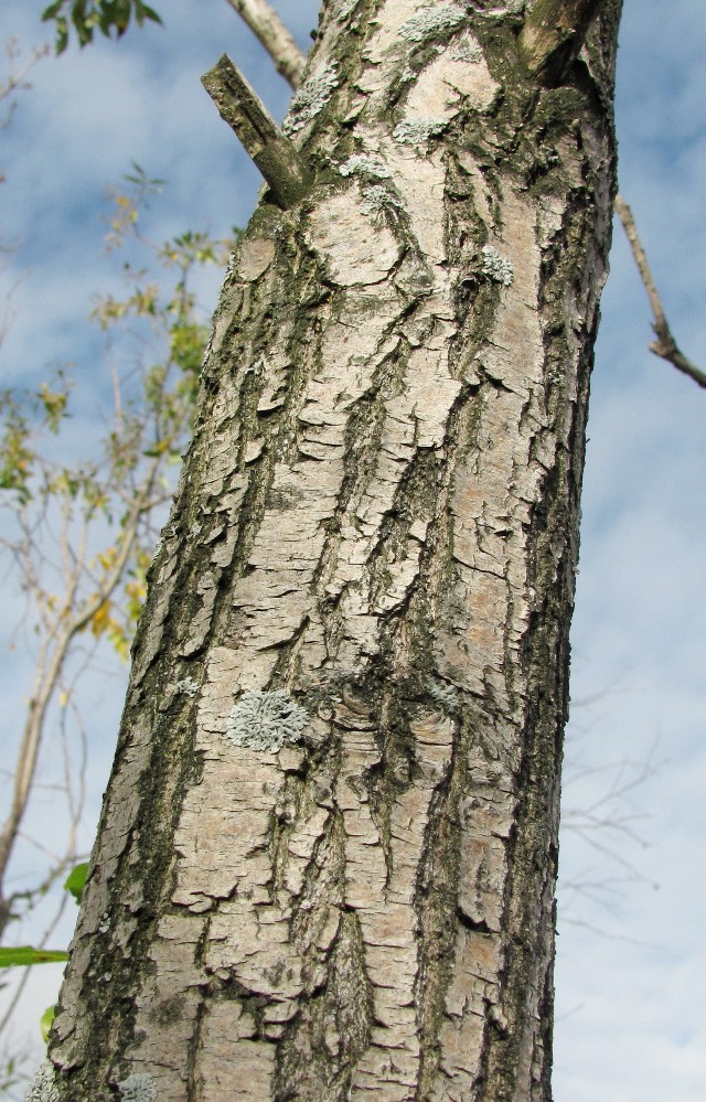 Изображение особи Salix pentandra.