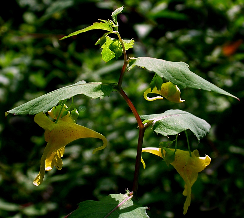 Image of Impatiens noli-tangere specimen.