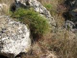 Asparagus verticillatus