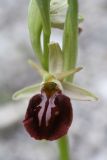 Ophrys subspecies caucasica