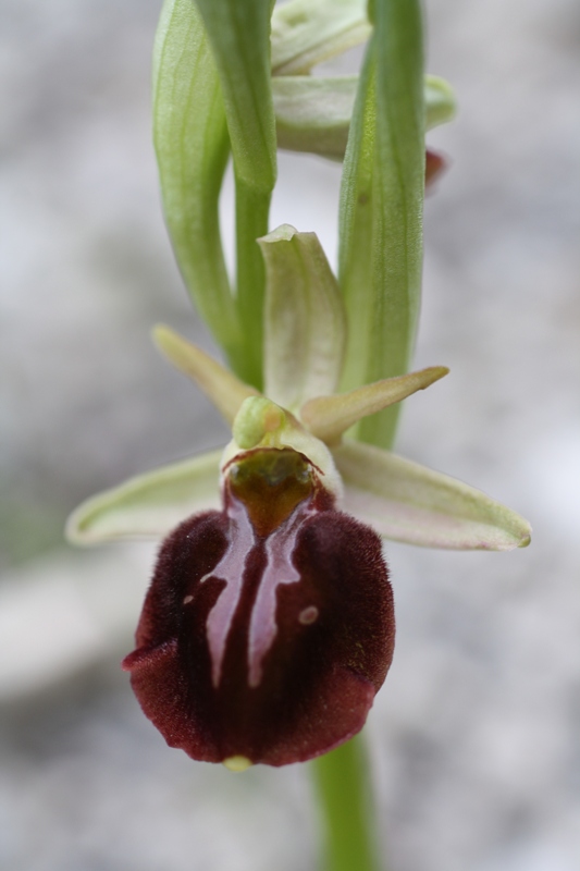 Изображение особи Ophrys mammosa ssp. caucasica.