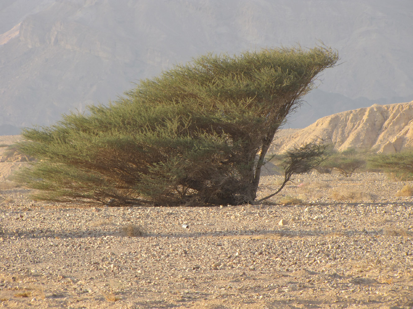 Изображение особи Vachellia tortilis.