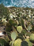 Opuntia engelmannii подвид lindheimeri. Растения на приморском склоне. Южный Берег Крыма, мыс Плака. 19 марта 2012 г.