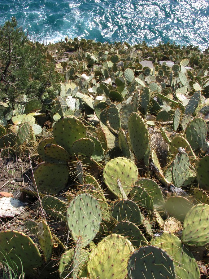 Изображение особи Opuntia engelmannii ssp. lindheimeri.