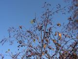 Padus avium subspecies pubescens. Ветви с плодами. Хабаровский край, Ванинский р-н, пос. Высокогорный. 02.09.2009.
