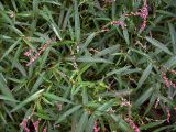 Persicaria minor. Цветущие растения на берегу болота. Курская обл., Железногорский р-н, с. Карманово, р. Мицень. 22 июля 2007 г.