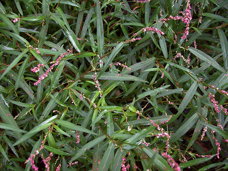 Image of Persicaria minor specimen.