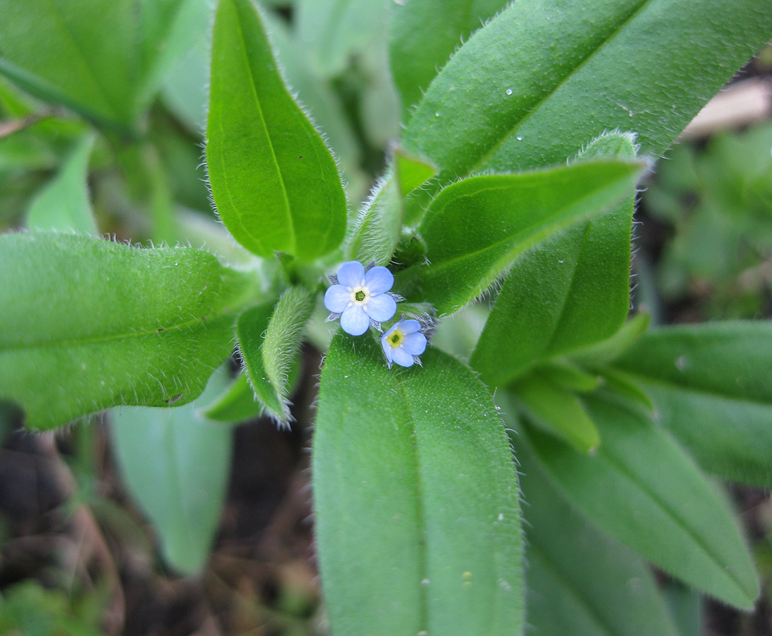 Изображение особи Myosotis sparsiflora.