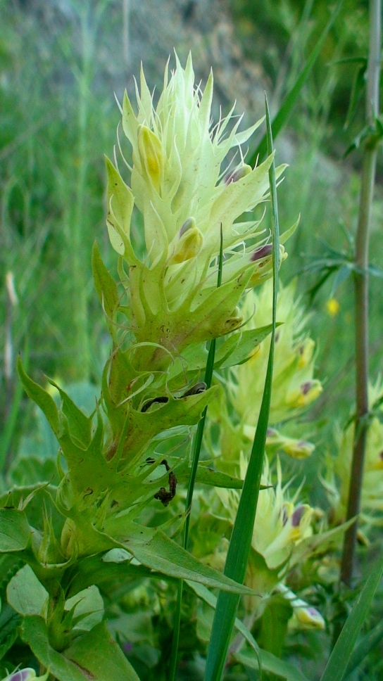 Изображение особи Melampyrum argyrocomum.