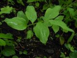 Polygonatum involucratum