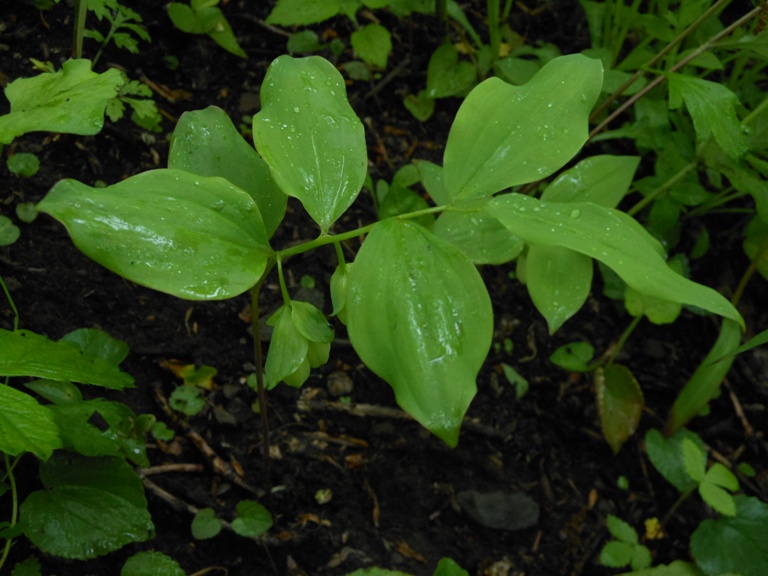 Image of Polygonatum involucratum specimen.