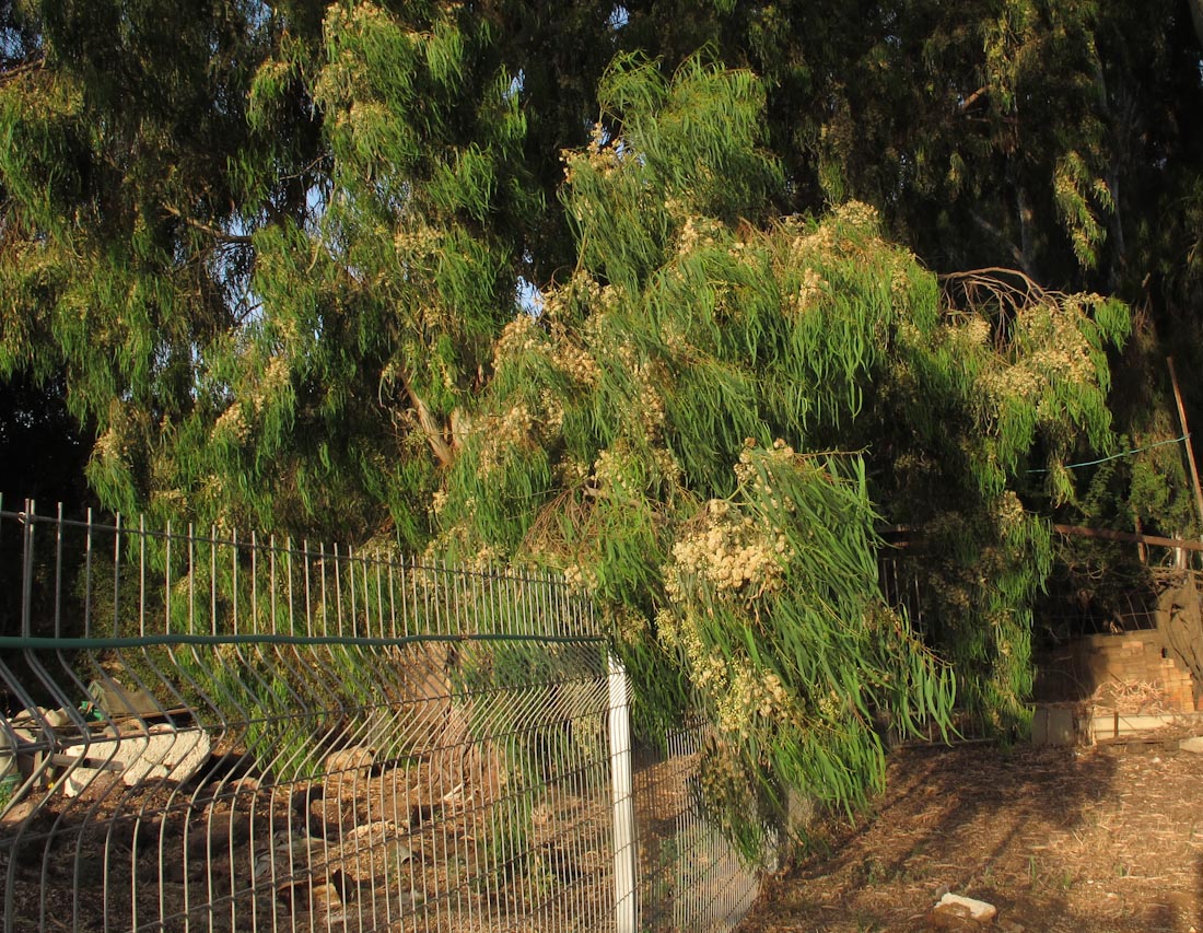 Изображение особи Eucalyptus camaldulensis.