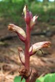 Orobanche hederae