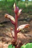 Orobanche hederae. Верхушка отцветающего растения. Абхазия, Гагрский р-н, окр. г. Пицунда, сосновая роща. 10.06.2012.