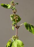 Lipandra polysperma. Верхушка плодоносящего растения. Германия, г. Кемпен, у дороги. 02.07.2012.