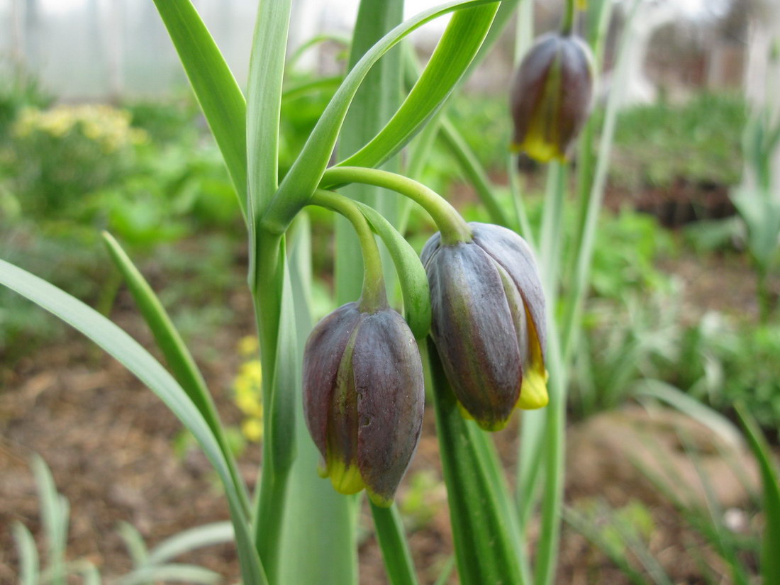 Изображение особи Fritillaria uva-vulpis.