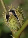 Datura stramonium var. tatula