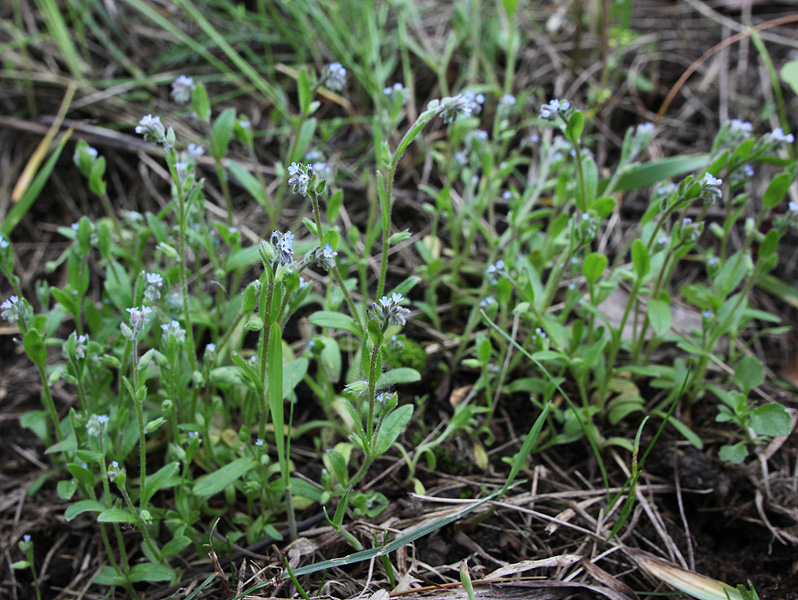 Image of Myosotis micrantha specimen.