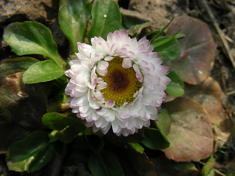 Изображение особи Bellis perennis.