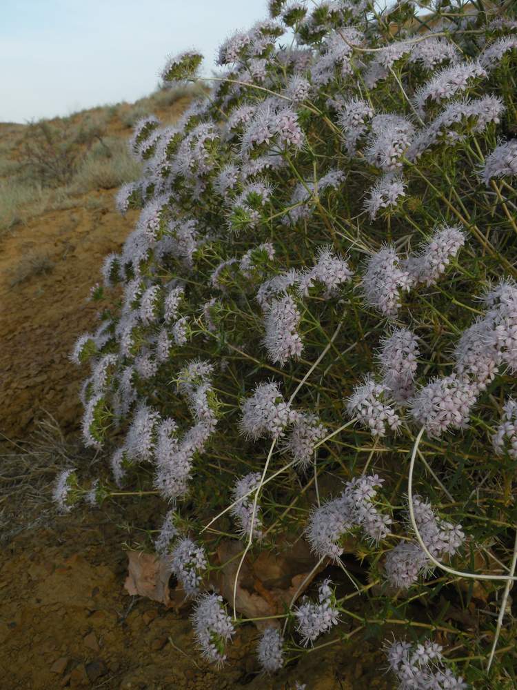 Изображение особи Acanthophyllum borsczowii.