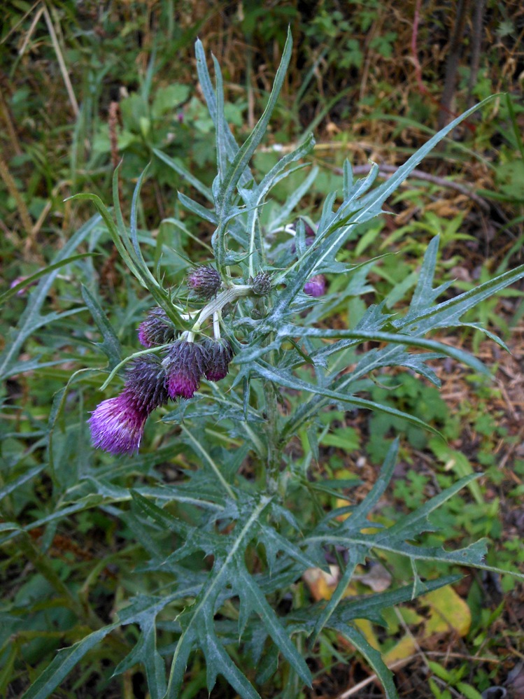 Image of Cirsium pendulum specimen.