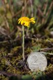 Anthemis tinctoria. Очень маленькое (повторно?) цветущее растение. Ленинградская обл., Ломоносовский р-н, Кирхгофские высоты, сухой низкотравный луг на известняке. 09.09.2012.