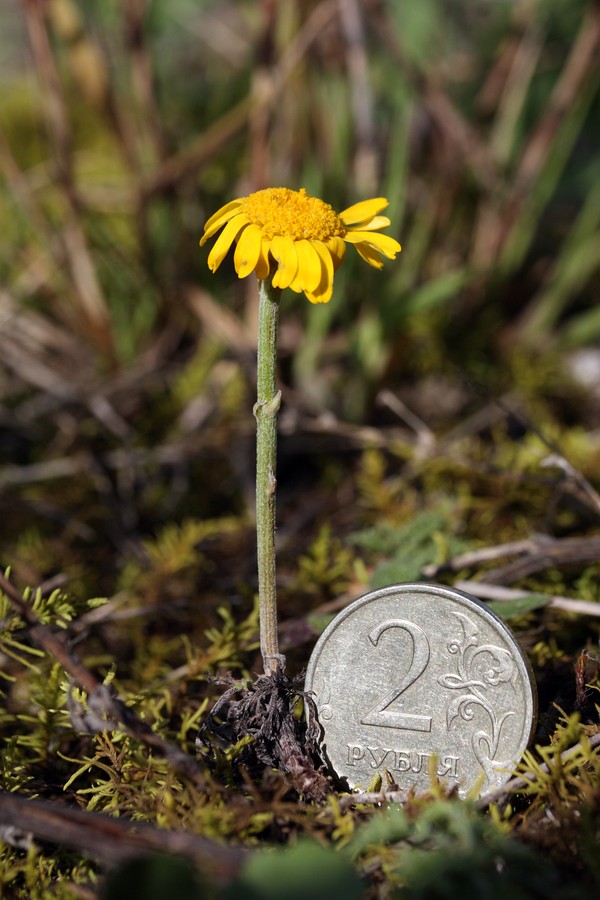 Image of Anthemis tinctoria specimen.