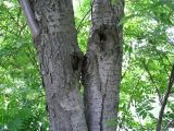 Sorbus commixta. Стволы взрослого дерева. Сахалин, окр. г. Южно-Сахалинска. Июнь 2012 г.