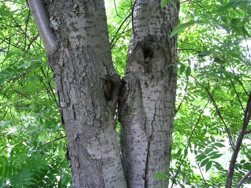 Изображение особи Sorbus commixta.